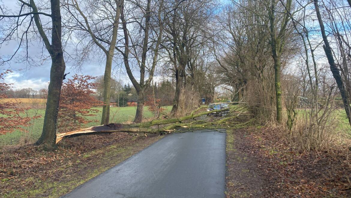 Baum auf Fahrbahn